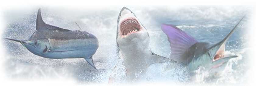 Fishing Qualifications - - Great White Shark (851x284), Png Download