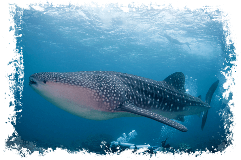Maldives - Whale Shark - Maldives Fishing (868x582), Png Download
