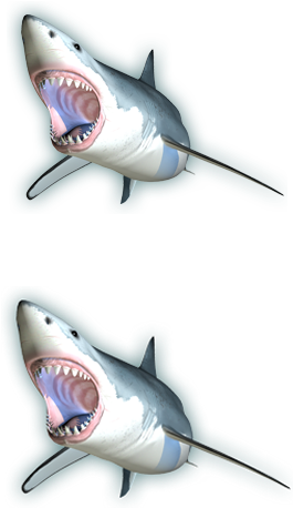 Bull Shark Carcharhinus Leucas - Tiger Shark (264x514), Png Download