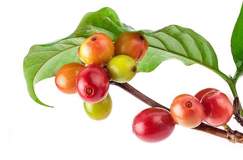 Our Unwavering Dedication To Leadership Means That - Coffee (477x314), Png Download