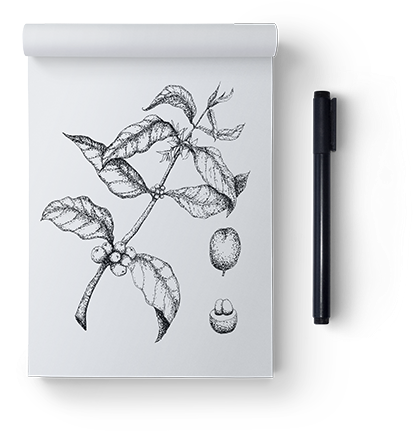 First I Created Hand-drawn Illustrations - Drawing (500x500), Png Download