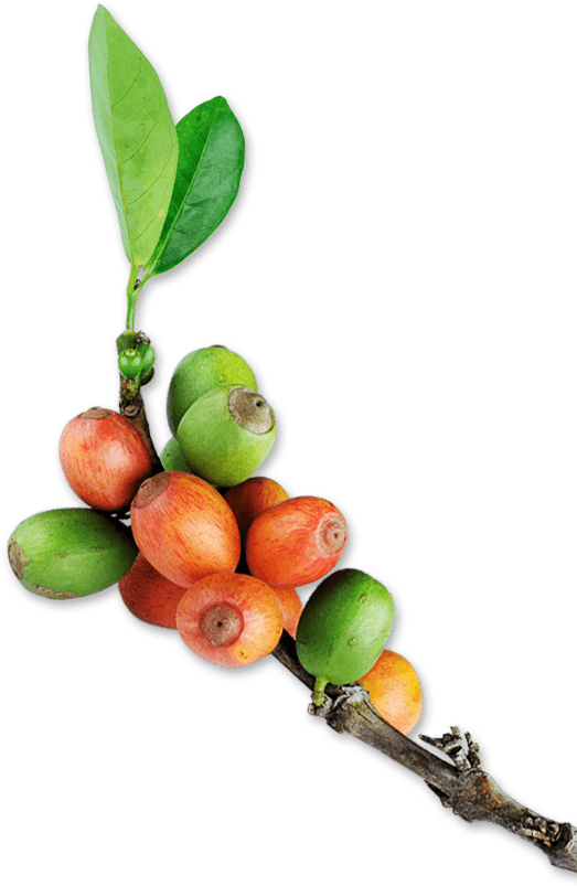 The Origin Of Great Tasting Coffee - Coffee Branch Png (550x810), Png Download