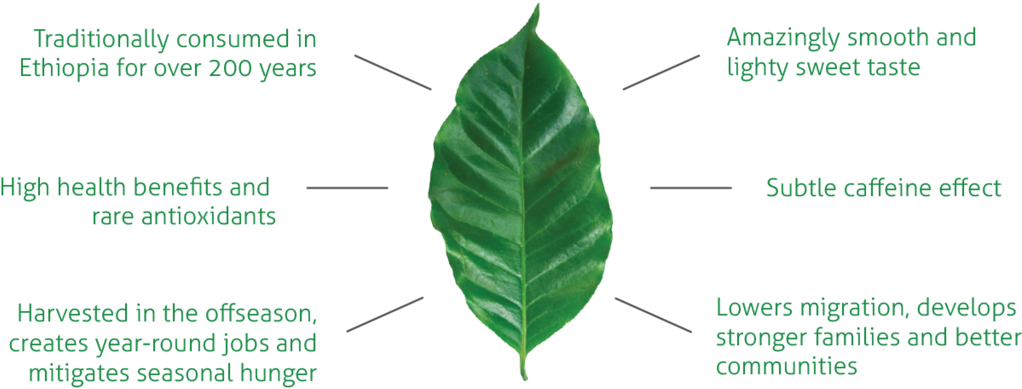 Coffee Leaf (1023x410), Png Download