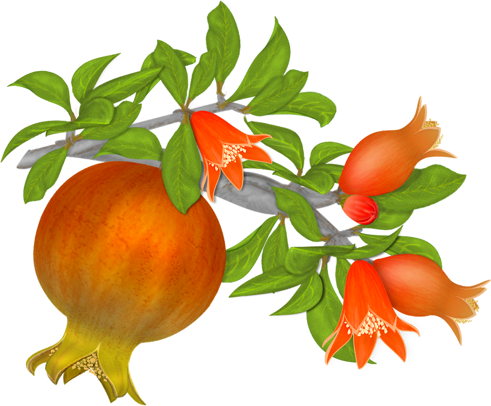 Free Pomegranates Png Graphics - Pomegranate Flower Vector (1801x1443), Png Download