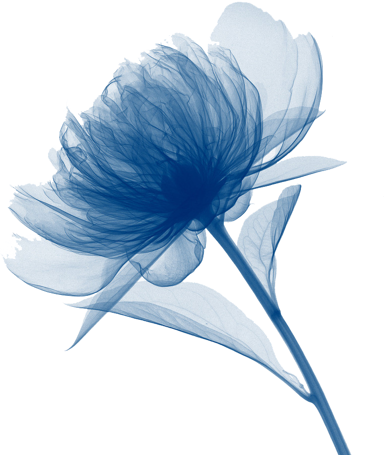 Png Transparent Canvas Print Art Watercolor Painting - Art Framed Flower Photography (1024x996), Png Download