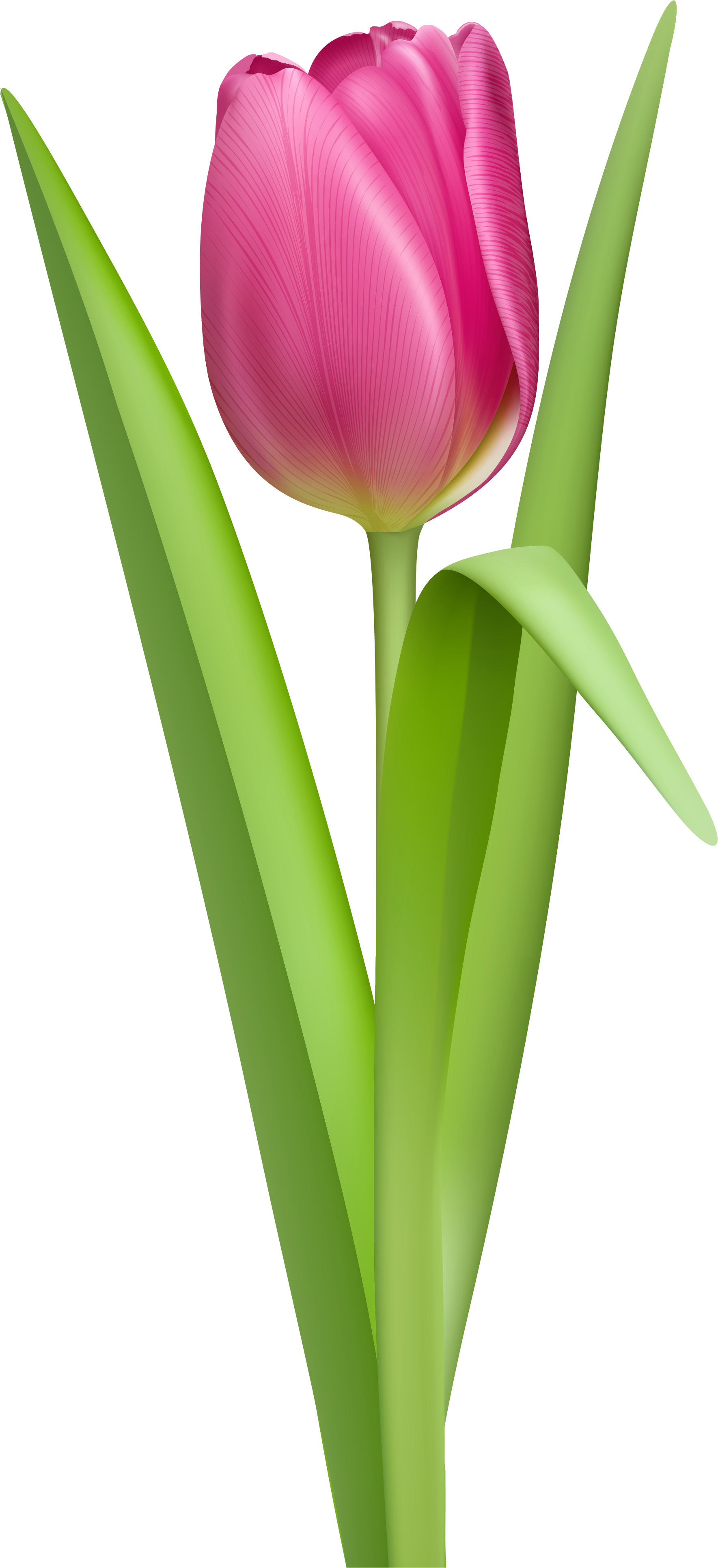 Pink Tulip Clip Art Clipart Free Download - Tulipe Png (1851x4000), Png Download