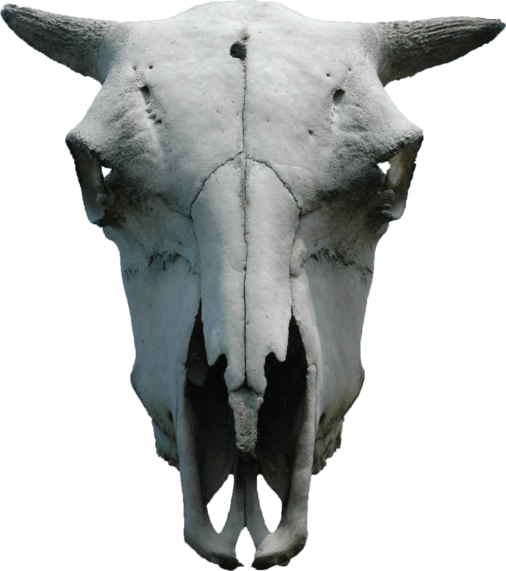 Animal Skull - Animal Skull Png (2145x2000), Png Download
