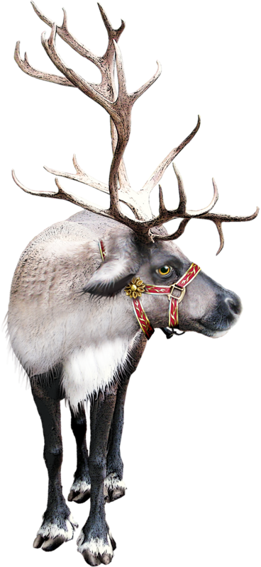 Reindeer Clipart Reindeer Silhouette Clipart By Theclipartpress - Reindeer (368x800), Png Download