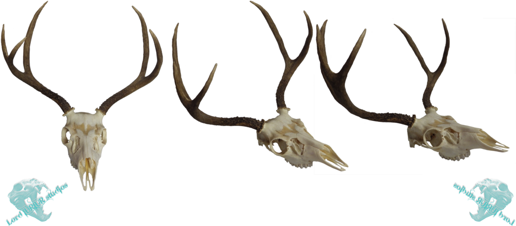 Mule Deer Skull Stock By Lord - Deer (1024x486), Png Download
