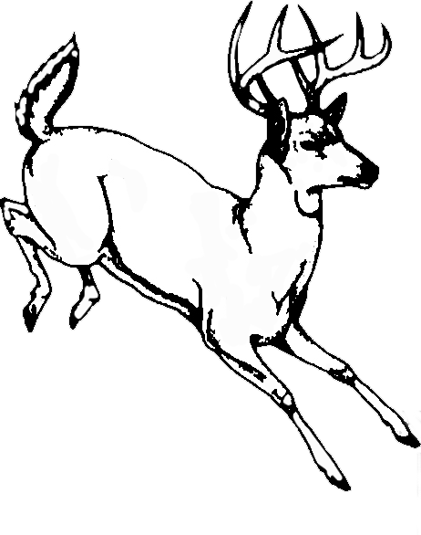 Best Deer Skull Clip Art - Drawing (462x586), Png Download
