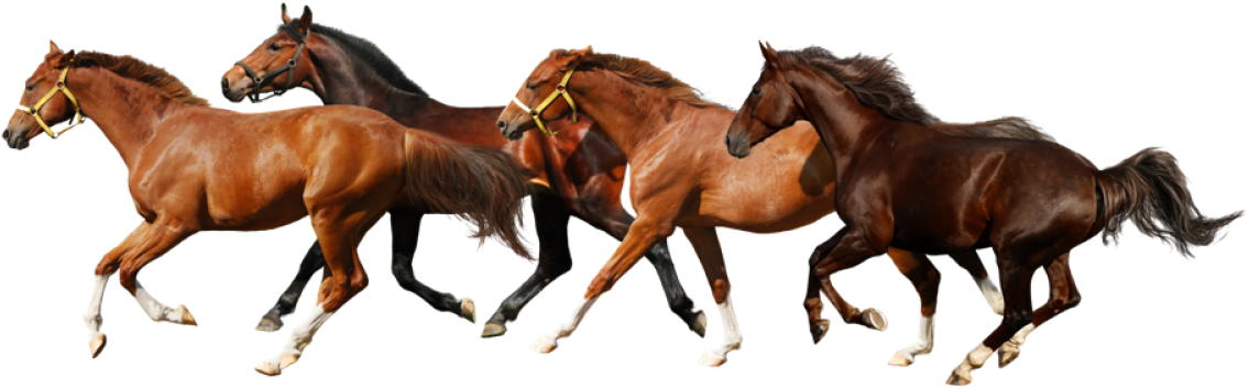 Horse Running No Background (1160x355), Png Download