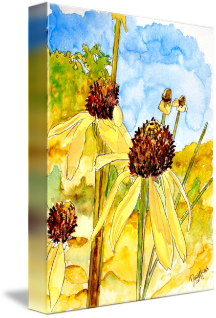 Yellow Coneflower Watercolor Painting Print By Derek - Gallery-wrapped Canvas Art Print 11 X 15 Entitled Yellow (442x650), Png Download