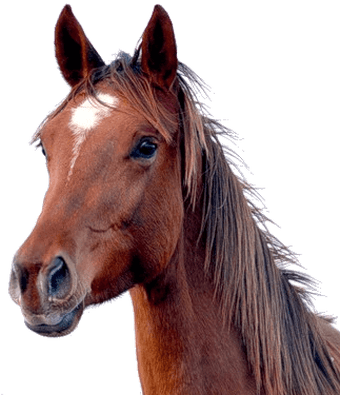 Brown Horse Head - Horse Head Png (400x400), Png Download