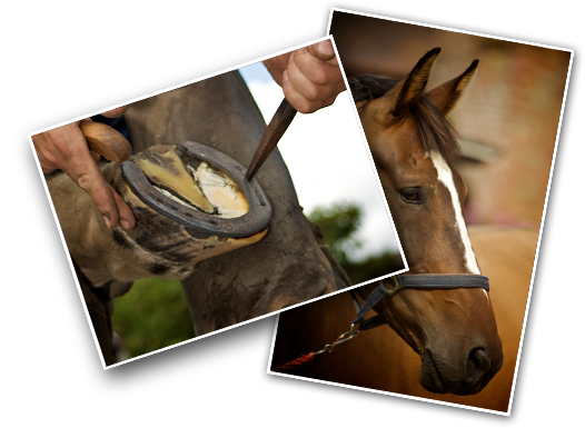 Horse Hoof Oil Aids Hoof Care And Hoof Health - Horse Hoof (526x385), Png Download