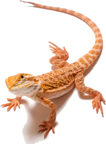 Bearded Dragon Png Clipart - Bearded Dragon Png (720x500), Png Download