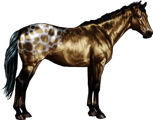 Appaloosa Is Represented By Nlp Or Lplp, The Leopard - Black And Grey Horse (600x500), Png Download