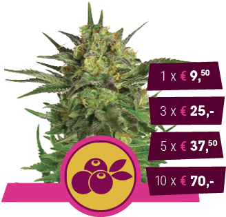 Haze Berry - Haze Berry Feminizada (350x350), Png Download