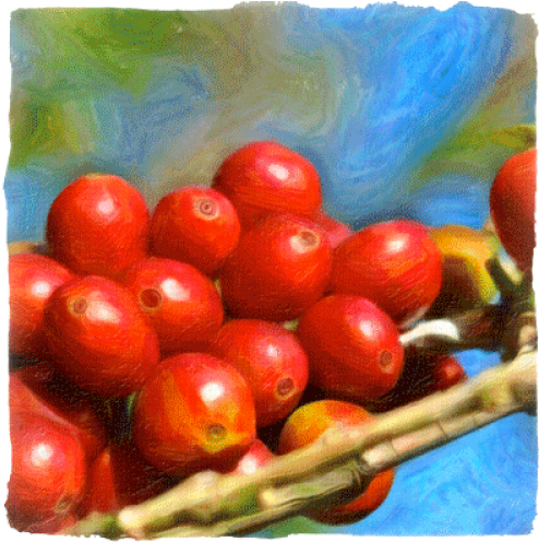 Closeup Color Illustration Of Ripe Coffee Cherries - Coffee Cherries (500x500), Png Download