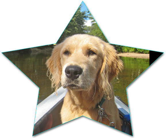 Dog Star Daily Is A Cool Site For Dog Lovers, With - Dog (593x481), Png Download