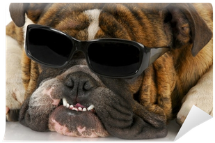 Bulldog (400x400), Png Download