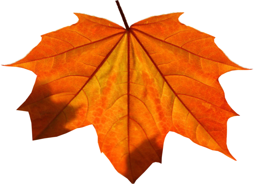 Orange Leaf Png (826x600), Png Download