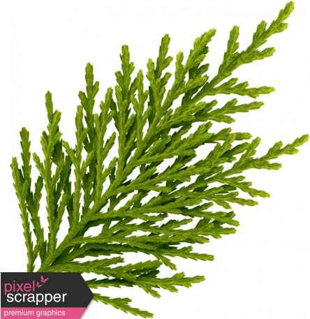 Oregonian Pine Branch - Digital Scrapbooking (456x456), Png Download