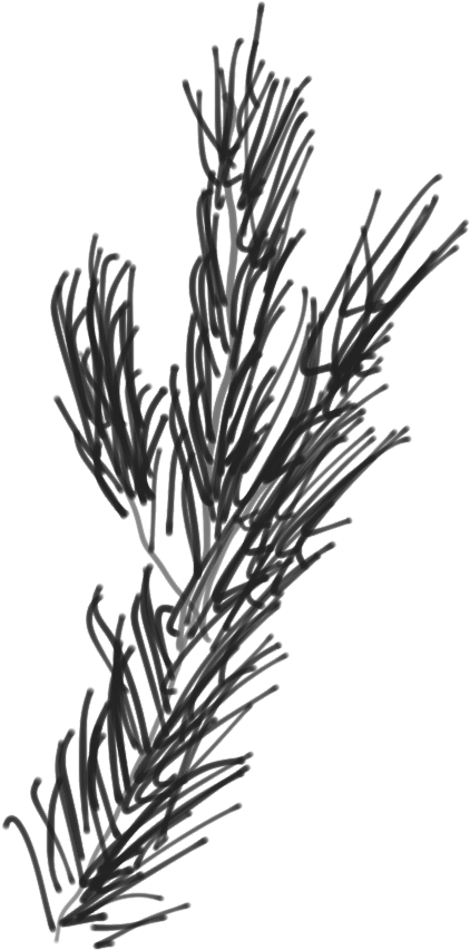Branch Of A Scotch Pine - Sketch (868x1192), Png Download