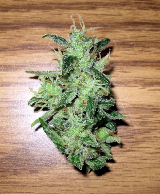 Skunk (1366x629), Png Download