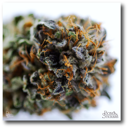 Dank Bud Weed Sticker - Orange (600x600), Png Download