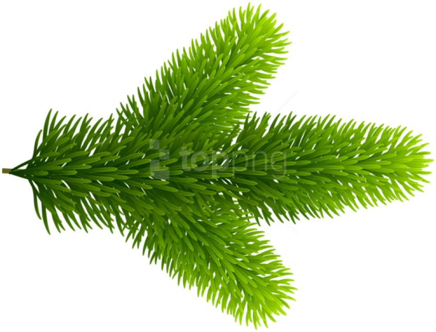 0, - Pond Pine (600x458), Png Download
