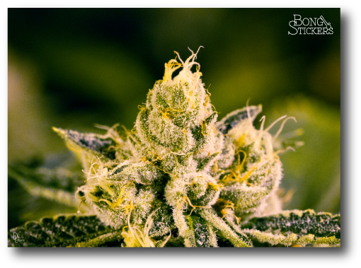 Dank Bud Weed Sticker - Macro Photography (600x600), Png Download