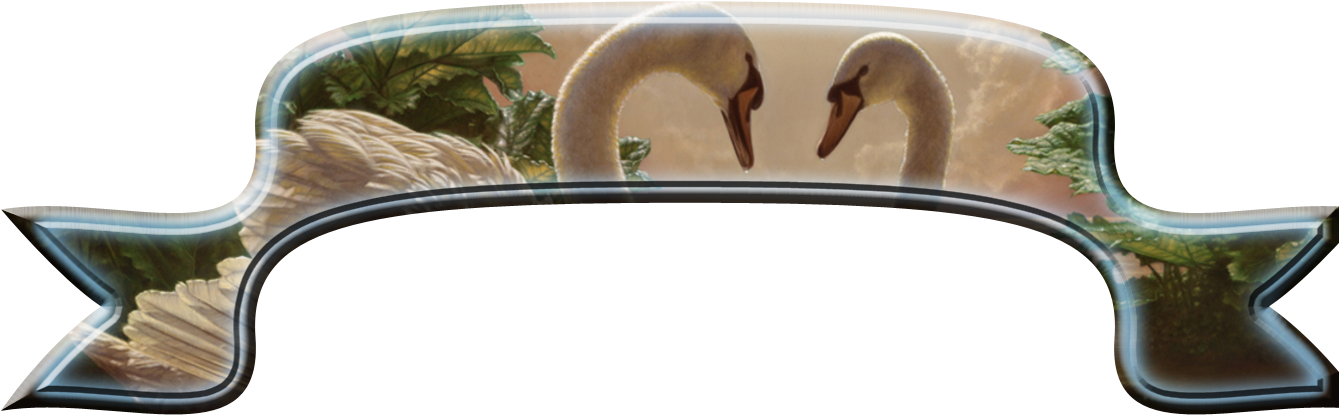 Frames And Borders - Imagenes De Cisnes Enamorados (1365x1024), Png Download