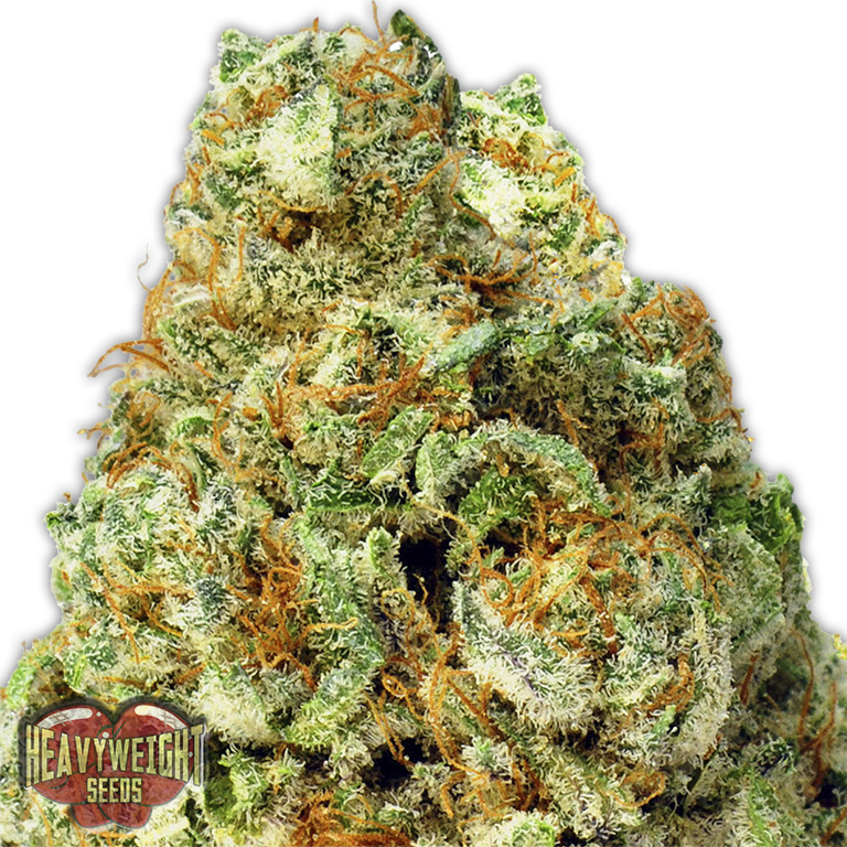 Turbo Bud Auto - San Diego Strain (768x768), Png Download