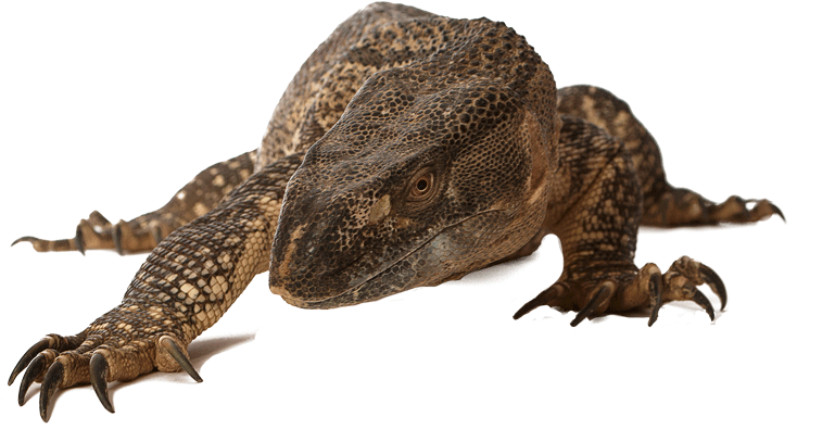 Reptiles - Komodo Dragon (929x612), Png Download