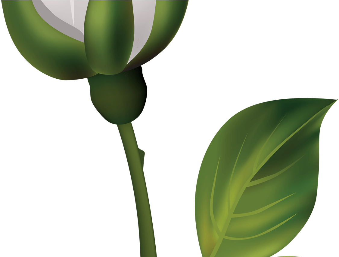 White Rose Bud Png Clipart Best Web Clipart - Capullo De Flor Dibujo (1368x855), Png Download