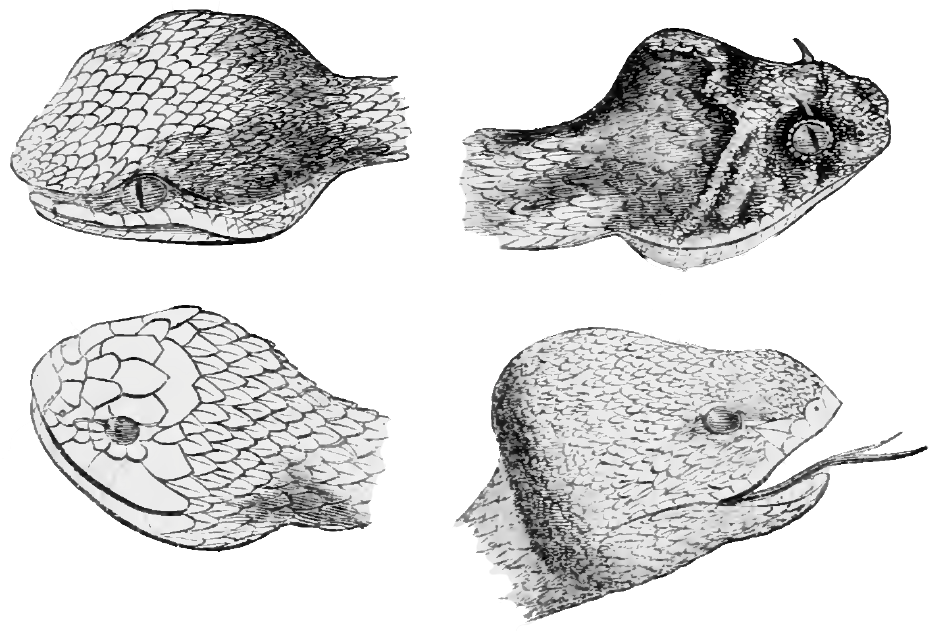 Natural History, Reptiles 208 Heads Of Viperadæ - Drawing (940x630), Png Download