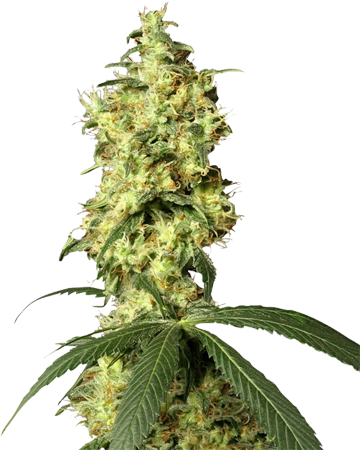 White Label White Widow Auto (360x450), Png Download