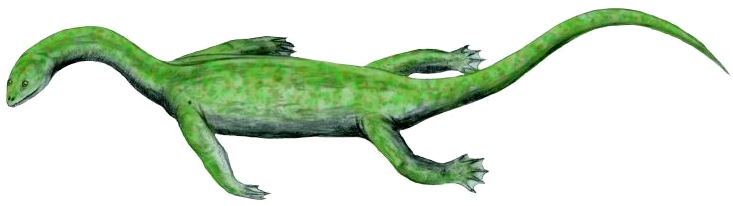 Keichousaurus - Keichousaurus Hui (800x276), Png Download