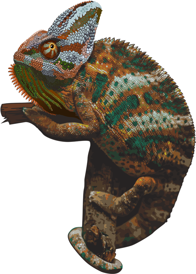 Chameleon Png Picture - Chameleon Transparent (800x1019), Png Download