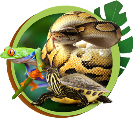 Service Pour Reptiles - Aputure Vs-5x 7" Pro Multi-functional Monitor (435x384), Png Download
