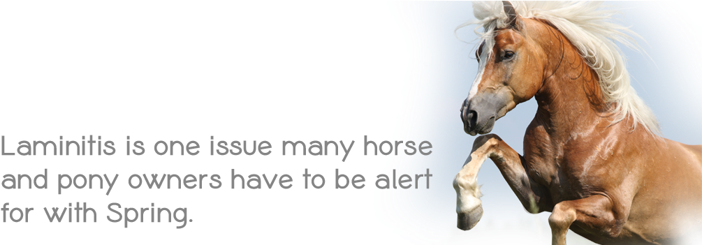 For The Horse That Is Prone To Laminitis, Clivers Is - Park (1016x350), Png Download