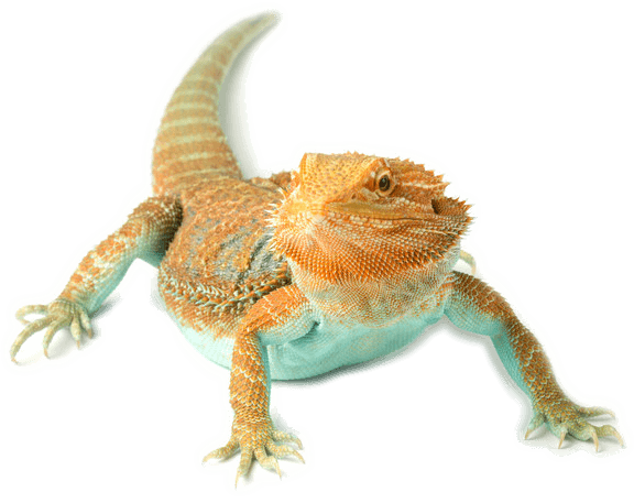 Small Animal Hospital In San Francisco - San Francisco (576x457), Png Download