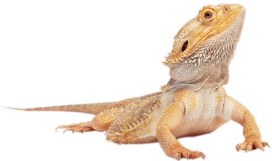 Reptiles - Bearded Dragon (541x320), Png Download