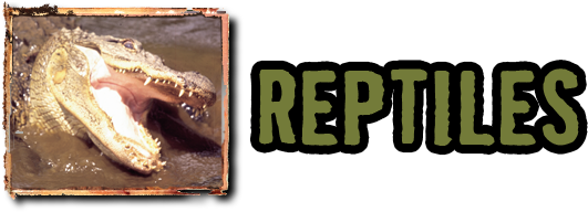 Reptiles - Arya Vaishya (680x195), Png Download