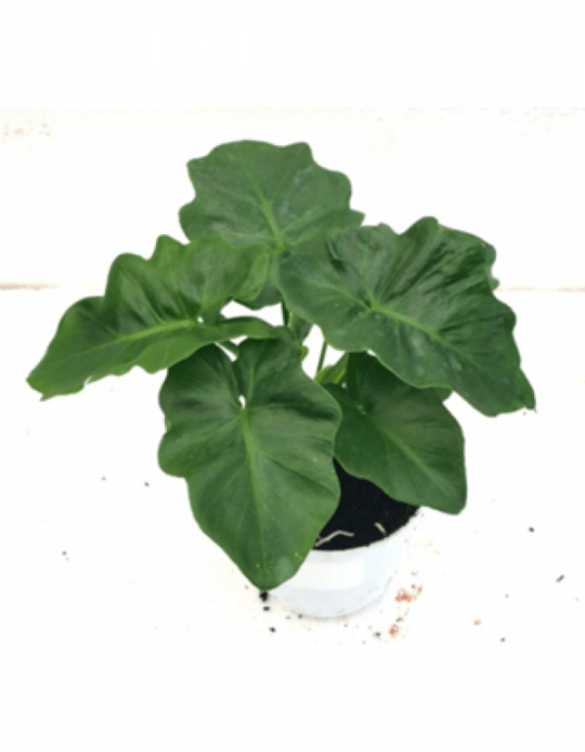 Philodendron Selloum Atom Green Color Plant With Fertilizer - Philodendron Selloum (540x693), Png Download