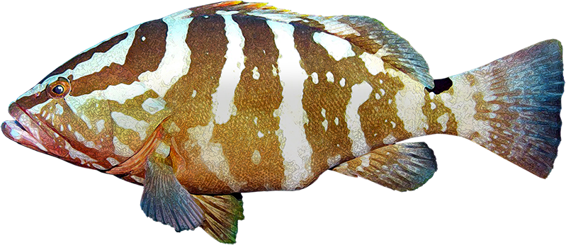 Peces Marinos Png - Peces De Arrecife Png (799x346), Png Download