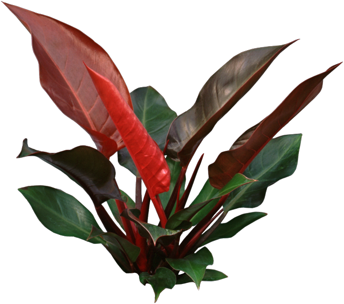 Houseplants With Beautiful Leaves - Philodendron Imperial Png (688x607), Png Download