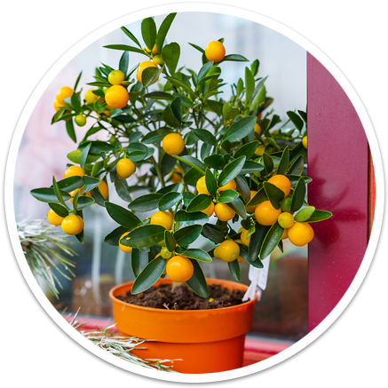 Arrives Looking Beautiful - Arbre Petit Orange (450x450), Png Download