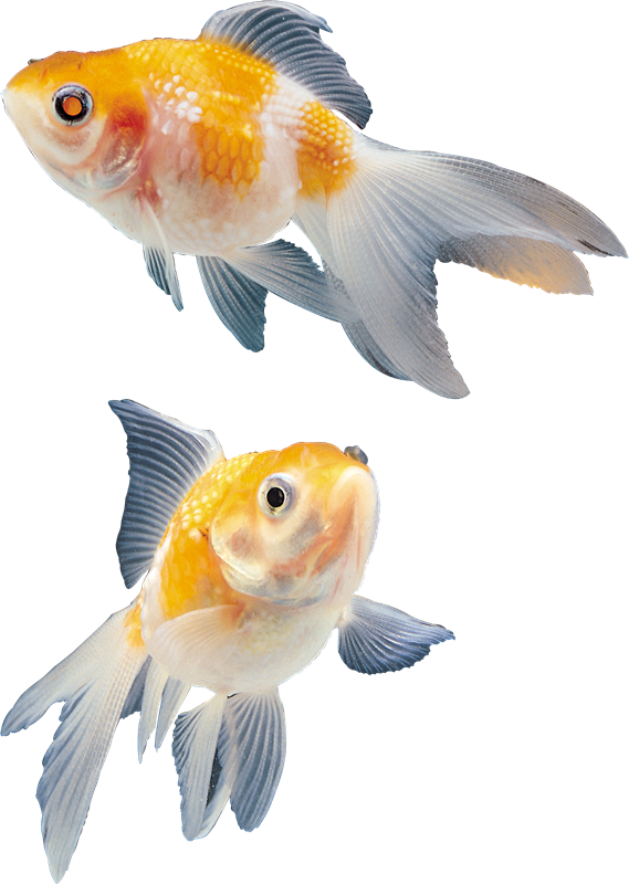 Imágenes Para Photoscape,photoshop Y Gimp De Animales - Hình Động Con Cá Bơi (569x800), Png Download