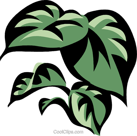Philodendron Royalty Free Vector Clip Art Illustration - Leaf (480x478), Png Download